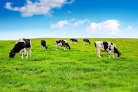 a group of cows grazing in a field